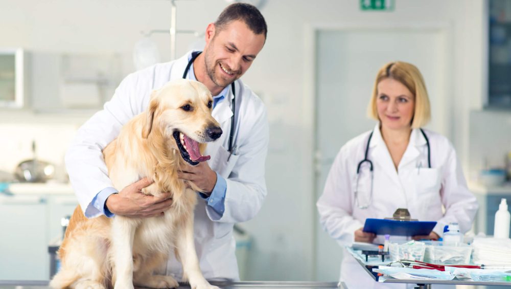 veterinary products online