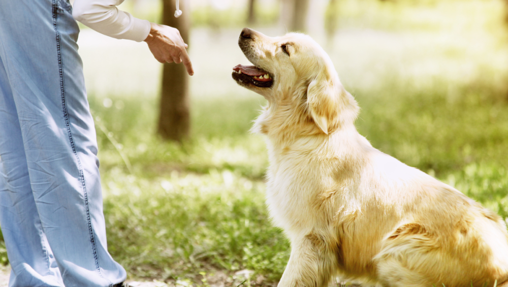 Dog Trainers