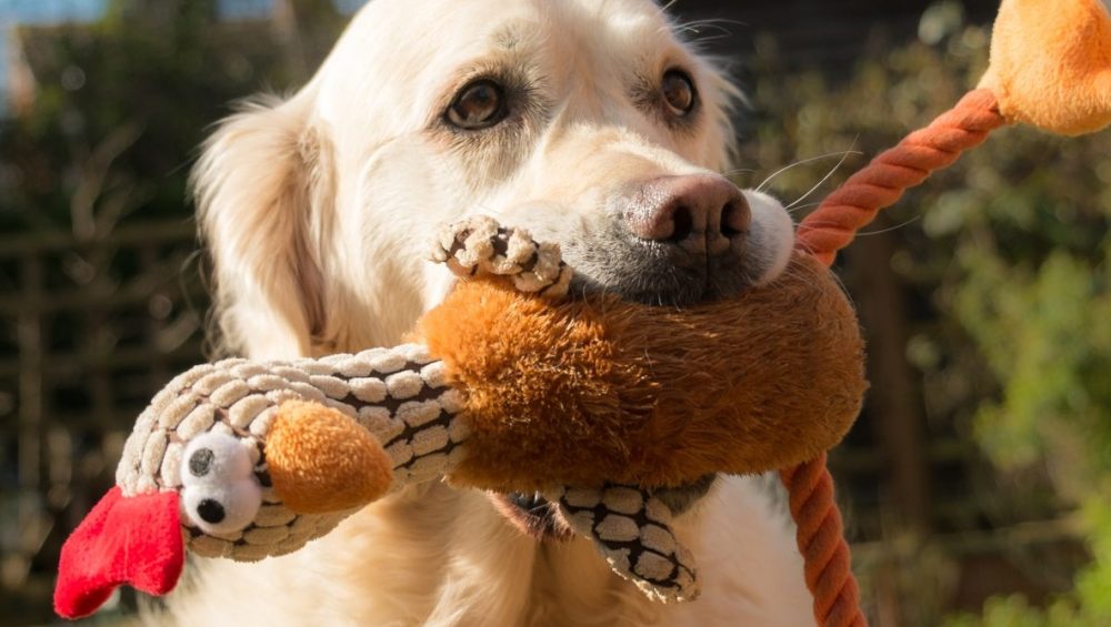 Golden Retriever