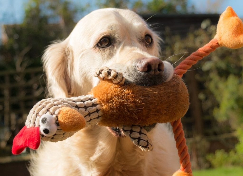 Golden Retriever