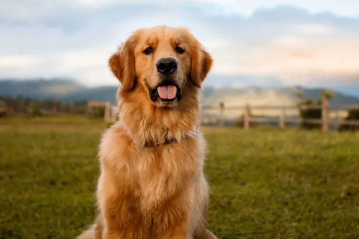 large golden retriever